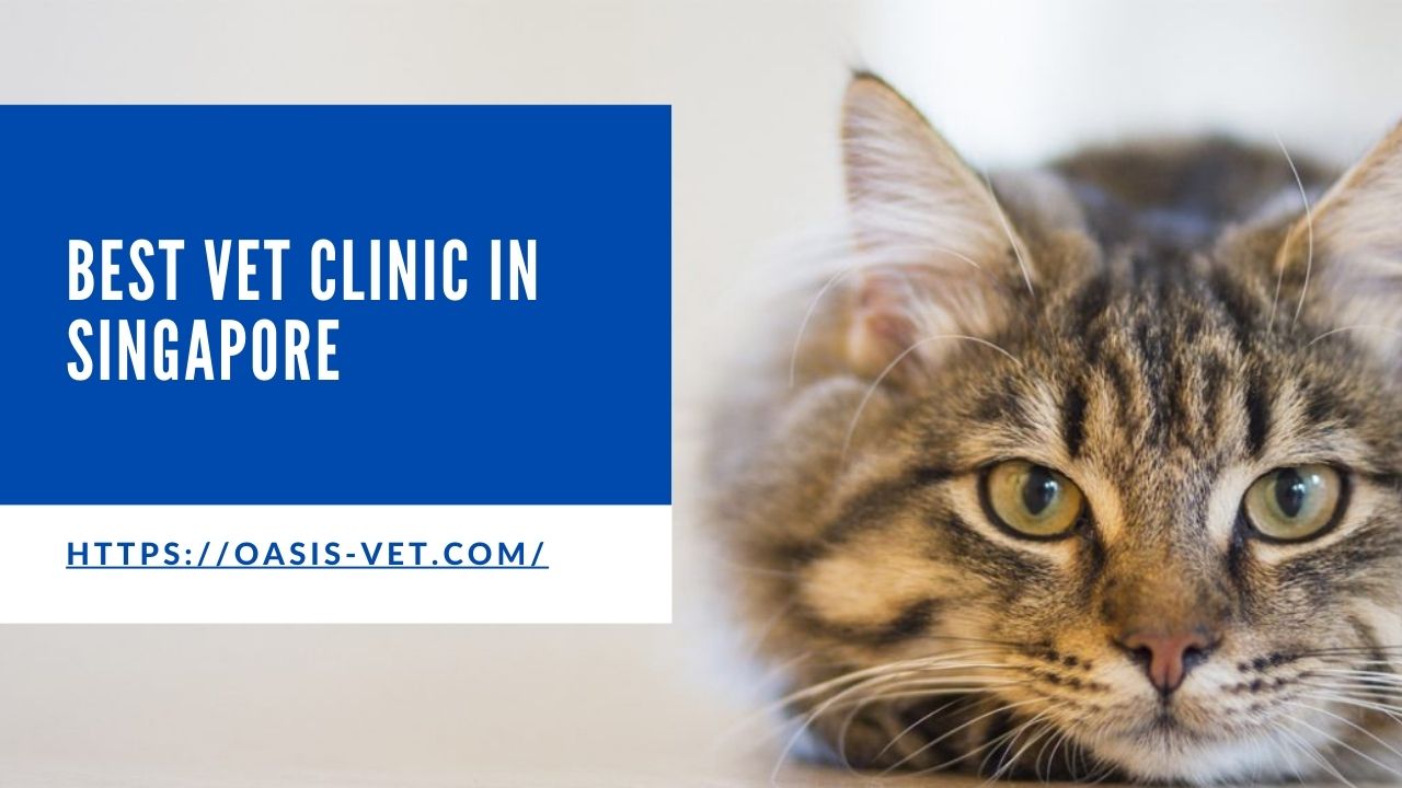 how-to-choose-the-best-vet-clinic-in-singapore-get-key-tips-here