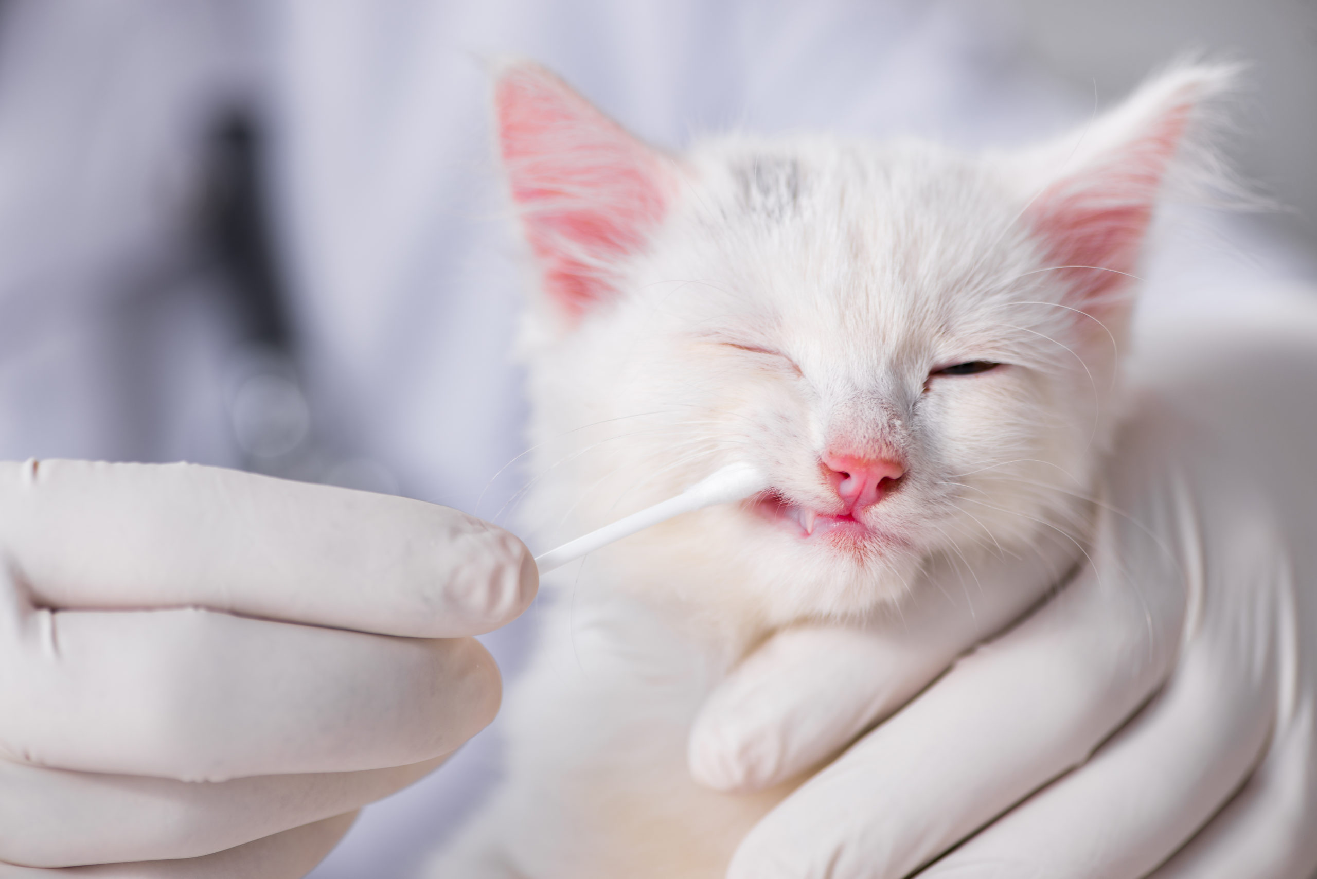 Does My Cat Have Flu The Cat Flu Oasis Veterinary Clinic