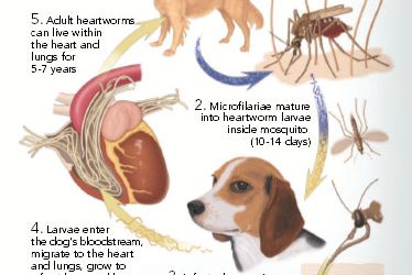 Heartworm Disease