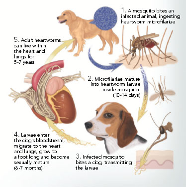 Heartworm Disease - Oasis Veterinary Clinic