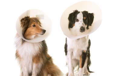 Why should you have your dog spayed?