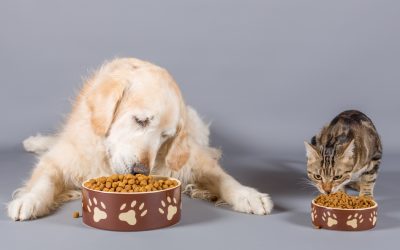 Changing Your Pet’s Food