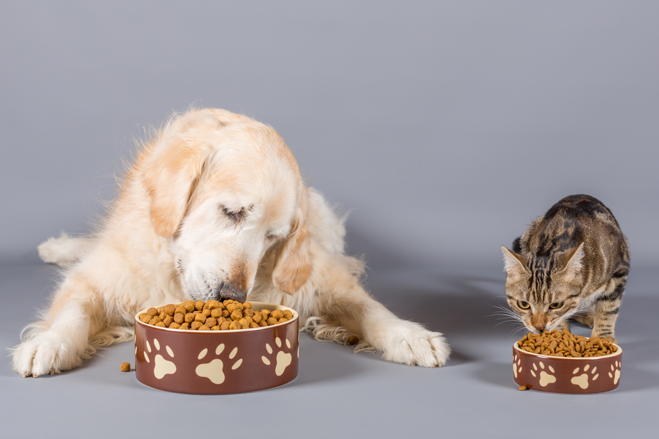 Changing Your Pet’s Food